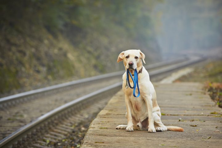 Animales Perdidos en Paine | Perros y Gatos Perdidos